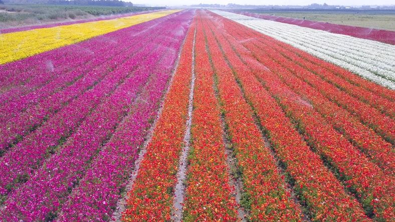 Aerial view of vibrant tulip fields